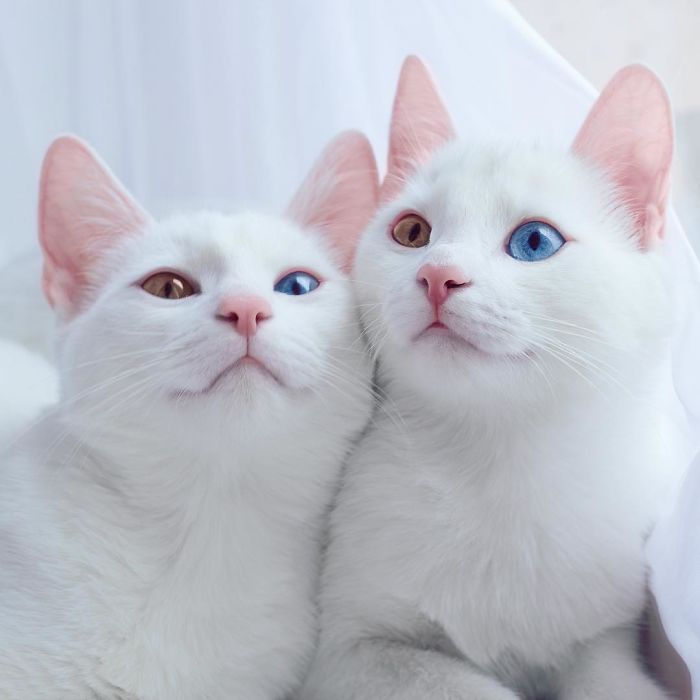 Meet The Most Beautiful Twin Cats In The World