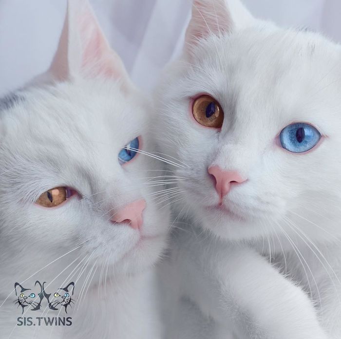 Meet The Most Beautiful Twin Cats In The World