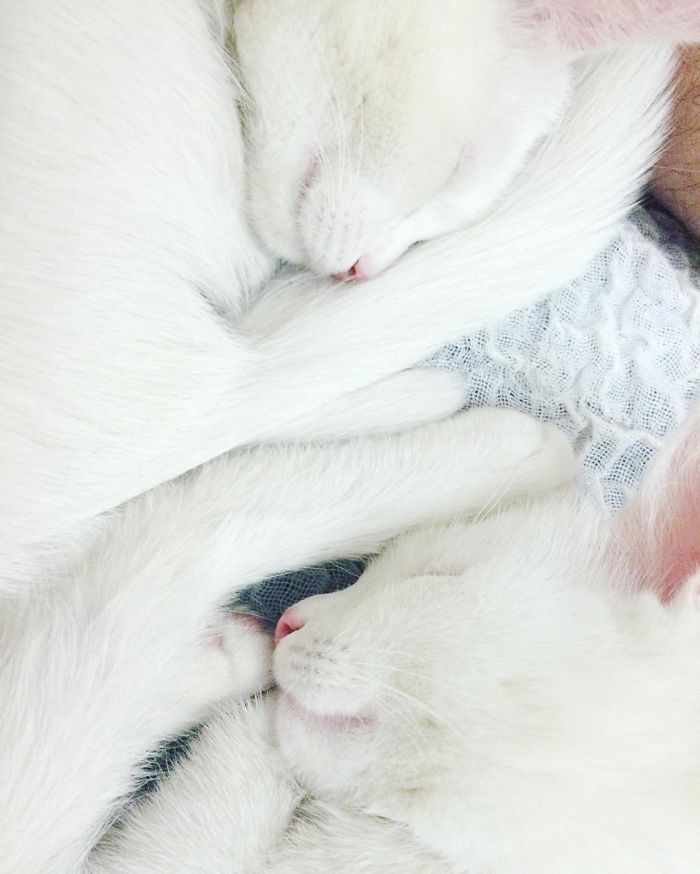 Meet The Most Beautiful Twin Cats In The World