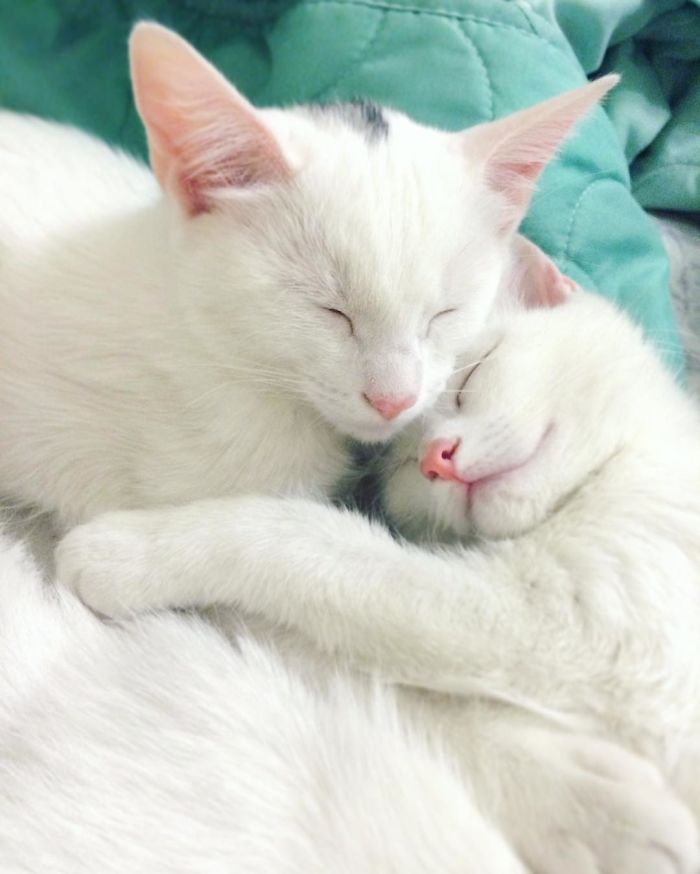 Meet The Most Beautiful Twin Cats In The World