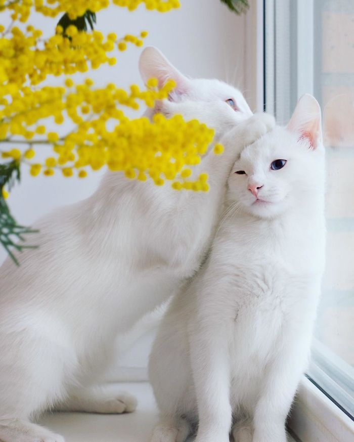 Meet The Most Beautiful Twin Cats In The World