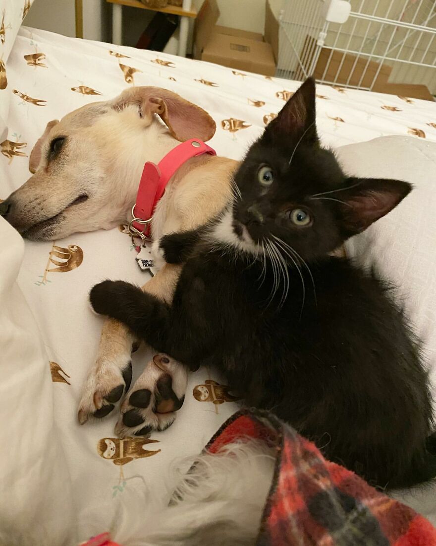 Dog Takes Shy Kittens Under Her Wing While They Build Up Courage To Interact With People