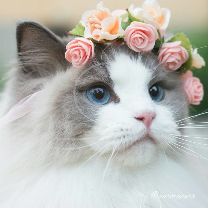 Meet Aurora, The Fluffy Cat Princess