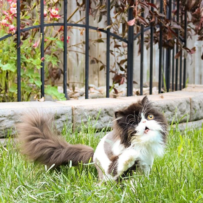 Meet Spaghettio, A Pirate Cat Who Lost Her Eye But Not Her Confidence