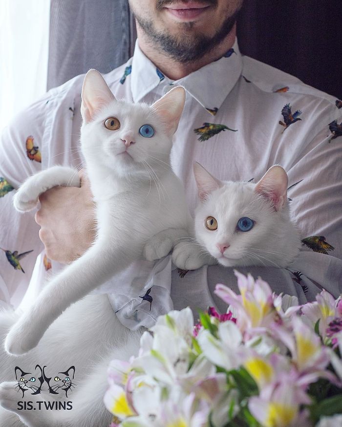 Meet The Most Beautiful Twin Cats In The World