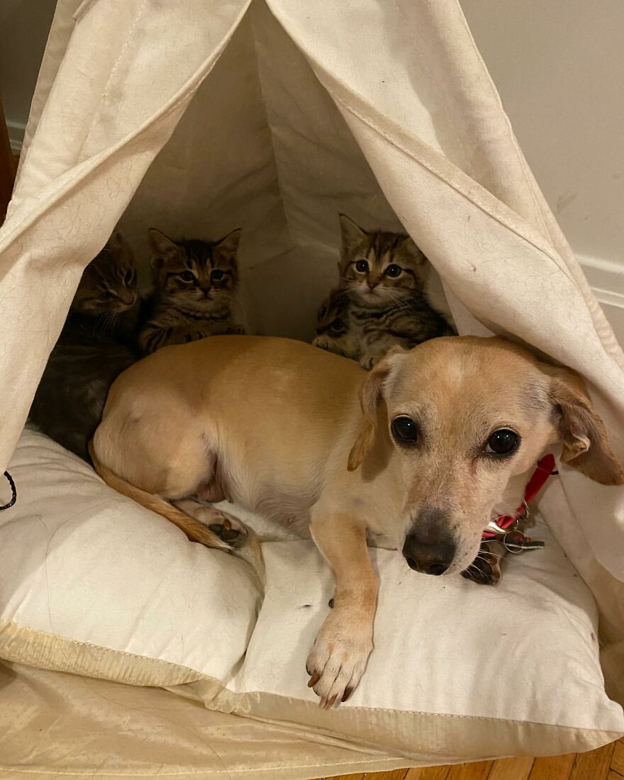 Dog Takes Shy Kittens Under Her Wing While They Build Up Courage To Interact With People