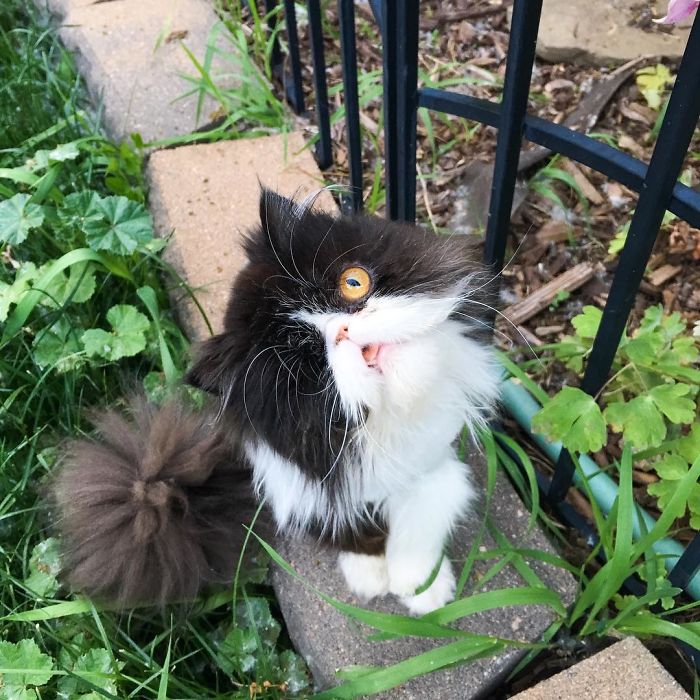 Meet Spaghettio, A Pirate Cat Who Lost Her Eye But Not Her Confidence