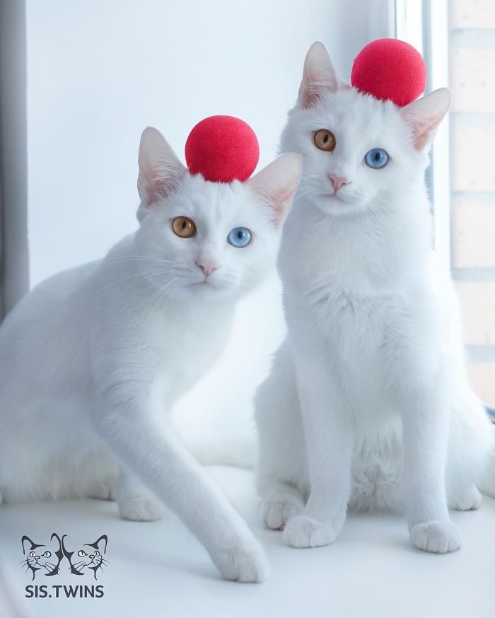 Meet The Most Beautiful Twin Cats In The World