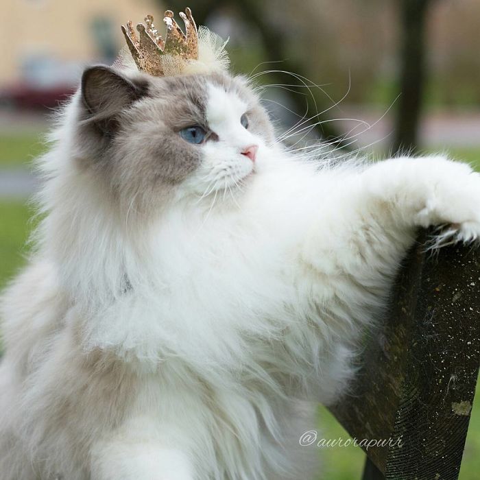 Meet Aurora, The Fluffy Cat Princess