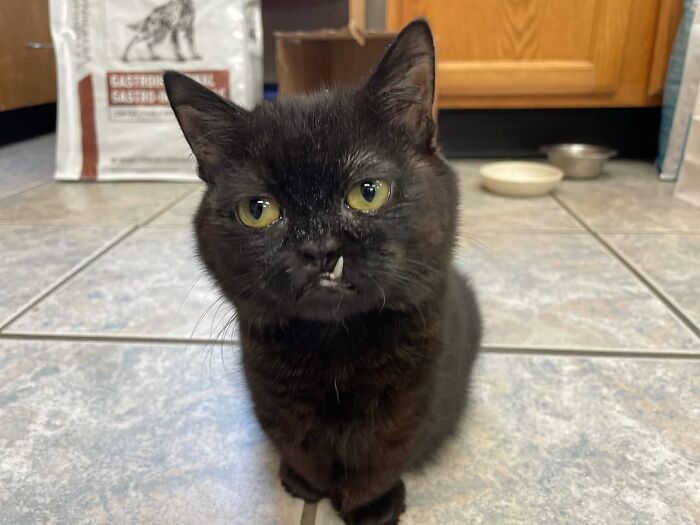 An Animal Clinic That Adopted This Black Cat, Realized He Wouldn’t Grow Much Due To Dwarfism