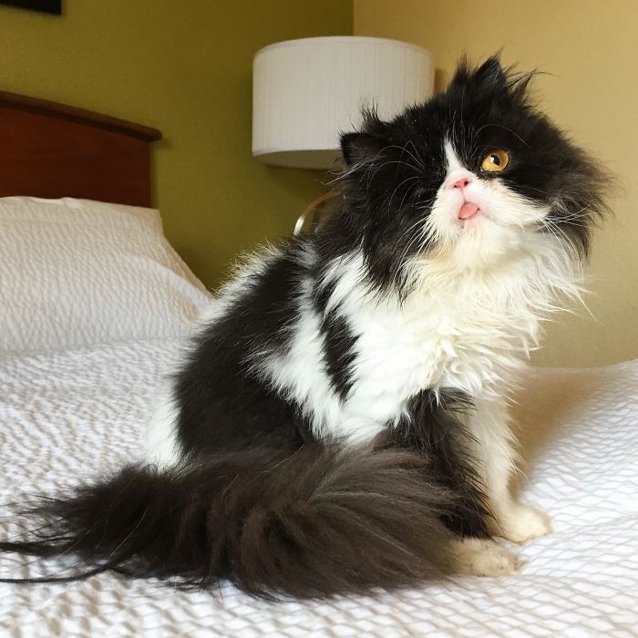 Meet Spaghettio, A Pirate Cat Who Lost Her Eye But Not Her Confidence