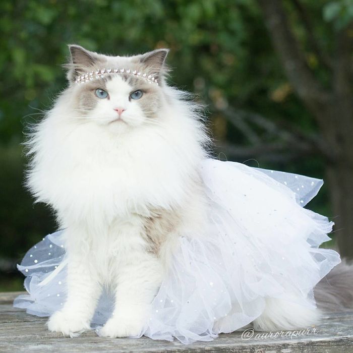 Meet Aurora, The Fluffy Cat Princess