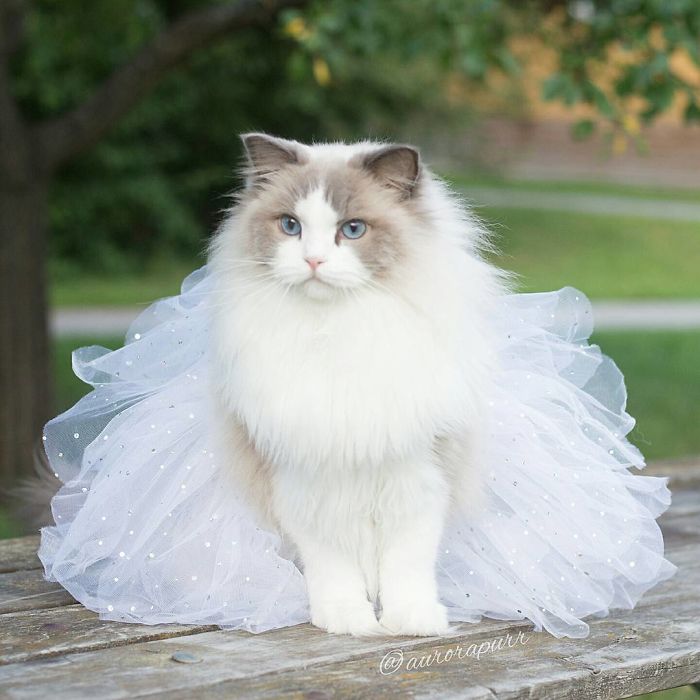 Meet Aurora, The Fluffy Cat Princess