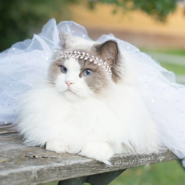 Meet Aurora, The Fluffy Cat Princess