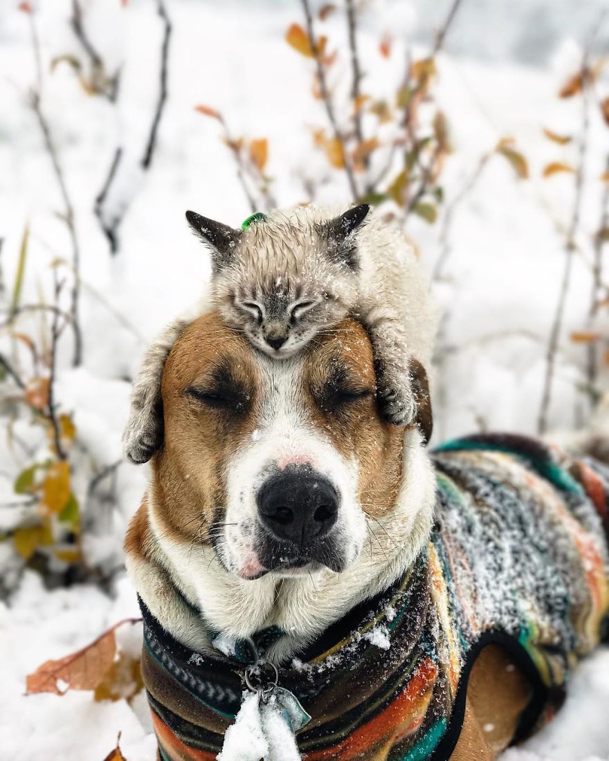 This Cat And Dog Love Travelling Together, And Their Pictures Are Absolutely Epic