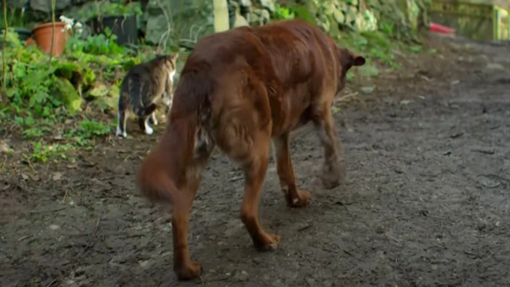 14 Year Old Chocolate Lab Locates His Way Through Life With A Guide Cat