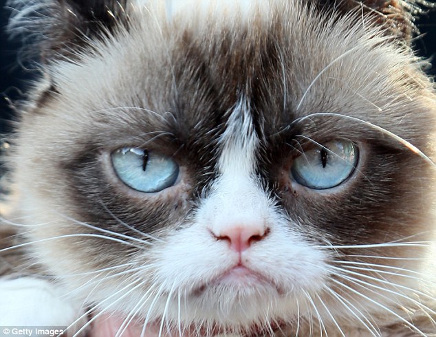 Feline cranky: Grumpy Cat at her book launch in Santa Monica on August 4