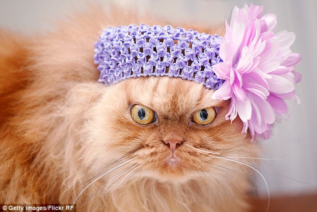 Furious: 'I am not a girl,' reads the caption for this photo of Garfi sporting a floral headband, posted on his owner's Flickr account