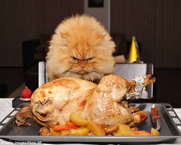 Recipe for disaster? Garfi looks as if he's planning something evil as he glares at a roasted turkey 