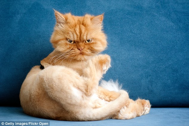 Feeling blue: The cuddly cat looks as though he wants to be left alone as he curls up on a couch