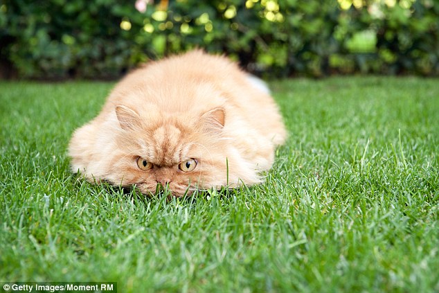 Nature hater: Garfi appears unhappy despite lying on a bed of grass on a sunny day