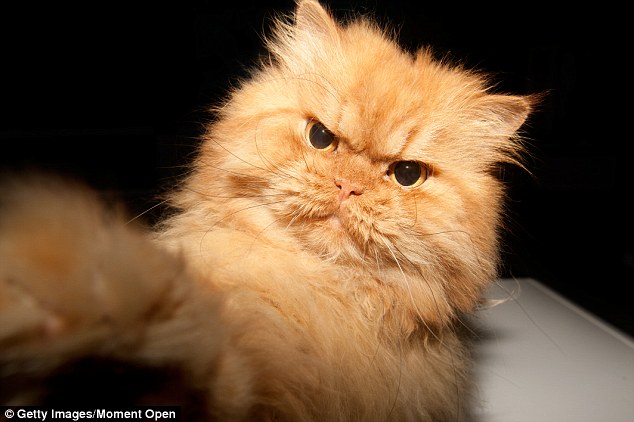 Mr Popular: Garfi's Flickr album has been viewed more than 17,000 times