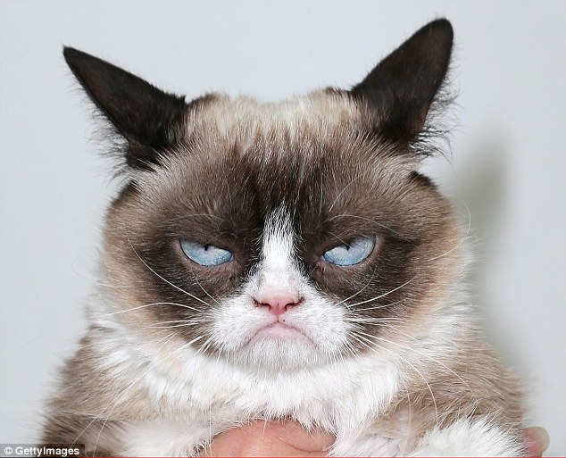 Media sensation: It remains to be seen whether Garfi will achieve the level of fame found by Grumpy Cat (pictured)