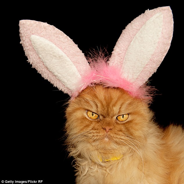 He's all ears: Garfi poses in an Easter costume in another funny photo