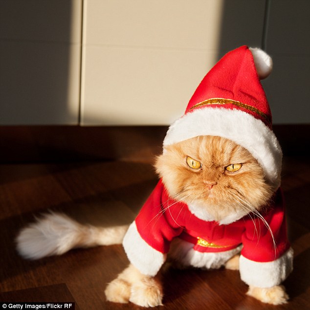 Ho ho ho: Garfi dresses up as Santa Claus in a festive red ensemble with furry white trim