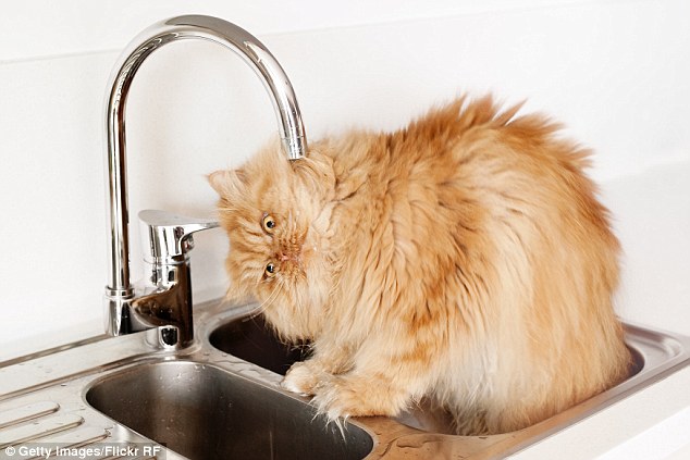 Kitchen sink drama: Garfi finds himself in an awkward position as he squeezes under the faucet