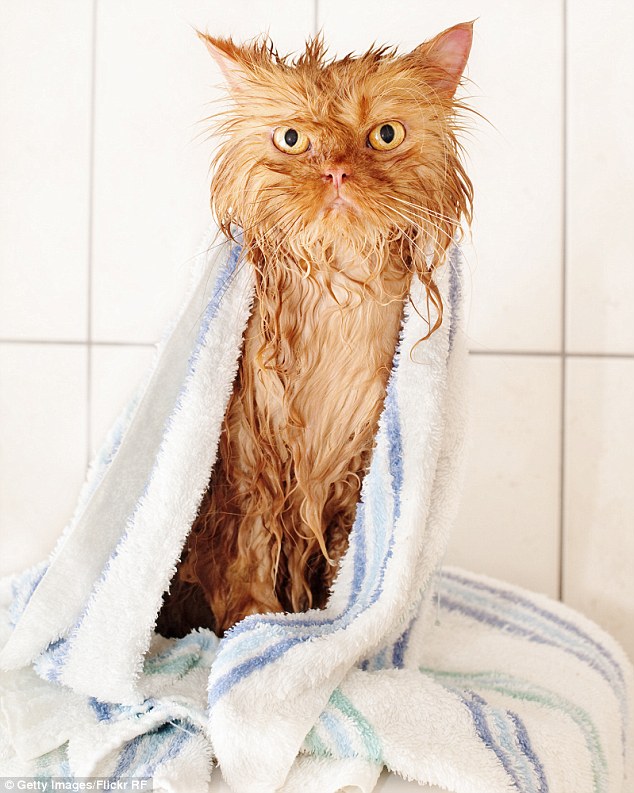 Drying off: Garfi wraps himself in a fresh towel after taking a bath