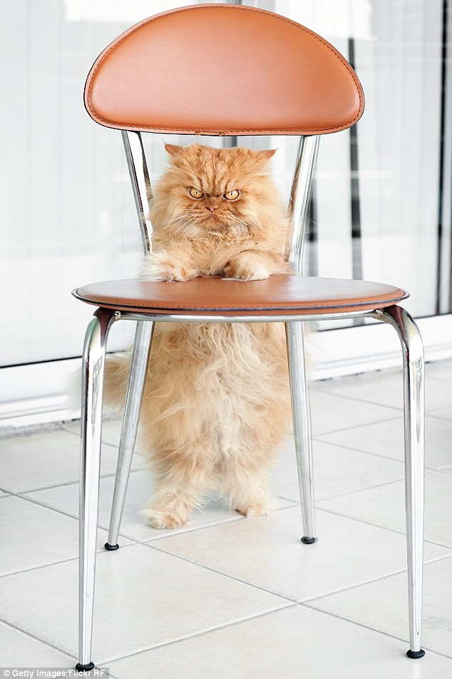 Have a seat: Garfi stands up straight as he leans on a chair