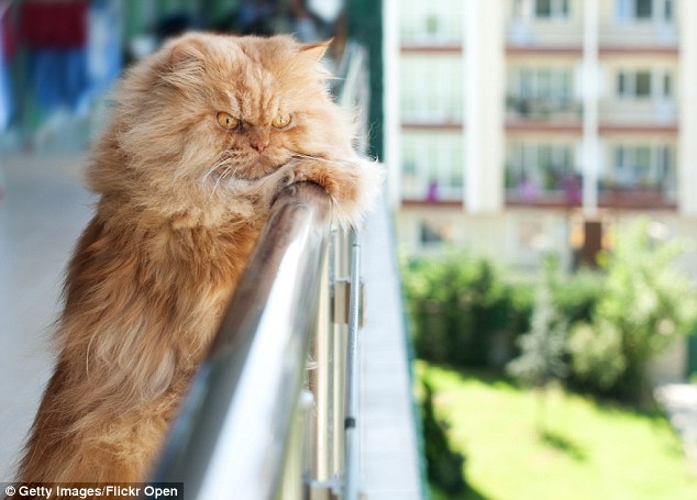 Enjoying the view: Garfi checks out his surroundings as he looks out over a ledge