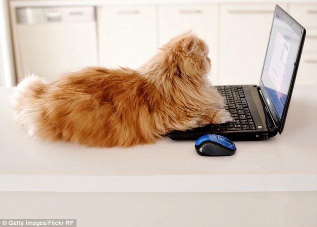 Hard at work: Garfi leans on a laptop and seems mesmerized by the screen