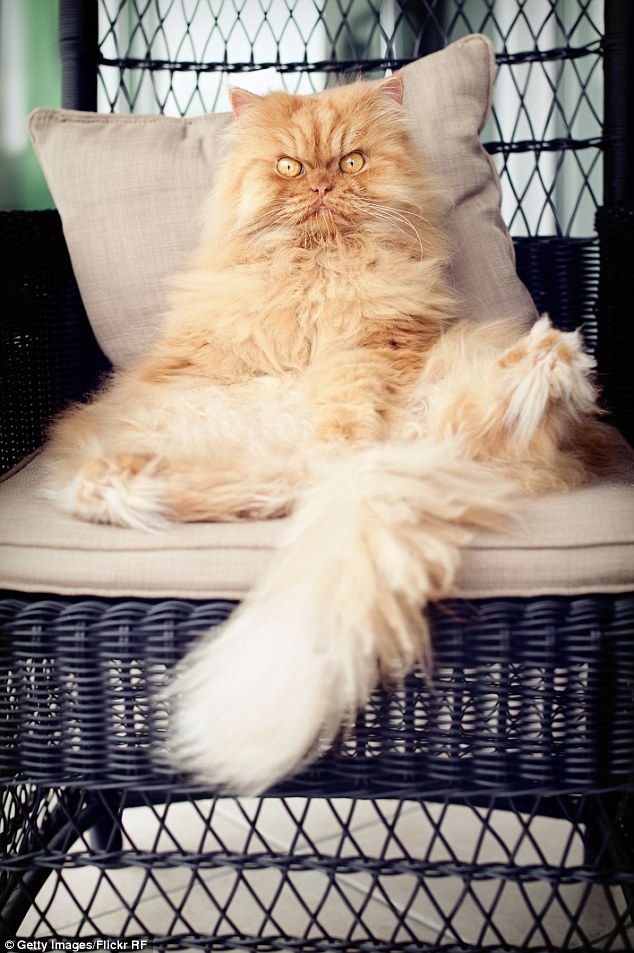 Lean back: Garfi reclines against a comfortable cushion on a wicker chair 