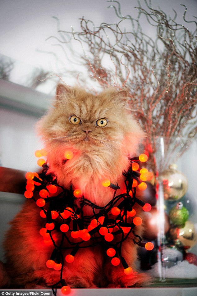 Holiday mischief: Garfi gets tangled up in some colorful Christmas lights