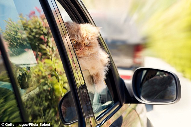 Don't look back: Garfi leans out the car window for a peek at the road