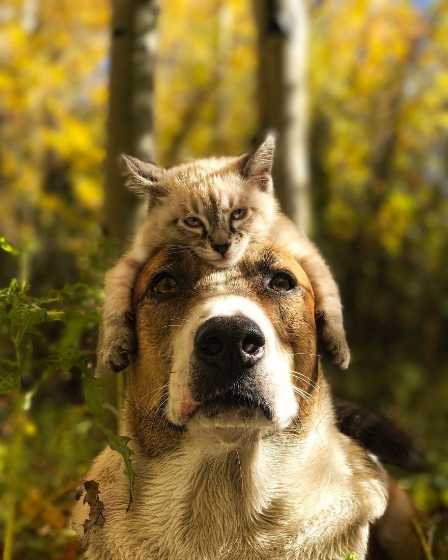 This Cat And Dog Love Travelling Together, And Their Pictures Are Absolutely Epic