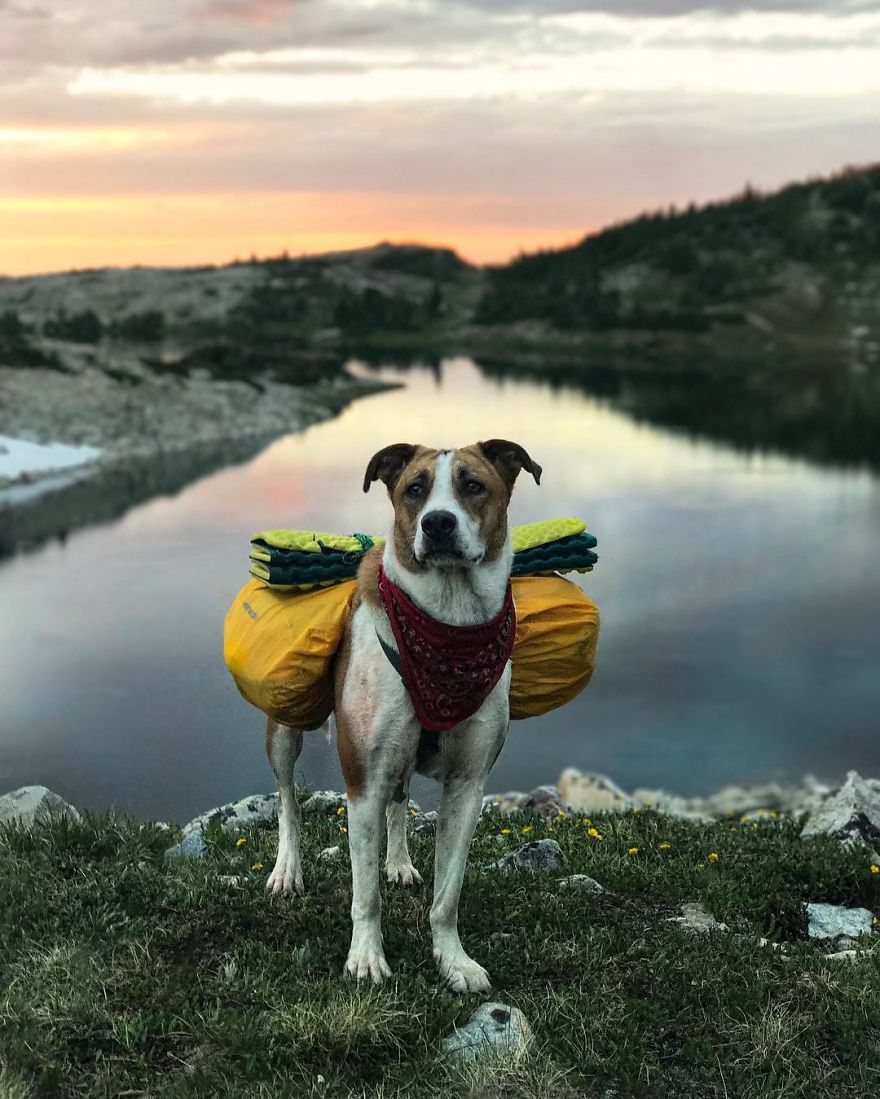 This Cat And Dog Love Travelling Together, And Their Pictures Are Absolutely Epic