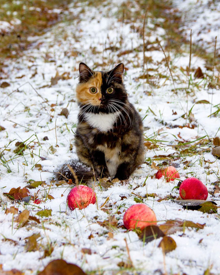 Meet Yana – Mother Nature's Remarkable 'Two-Faced' Feline Creation