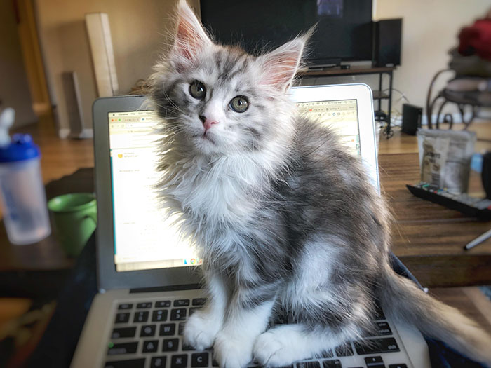 20 Of The Cutest Maine Coon Kittens – The Gentle Giants, Waiting To Grow Up