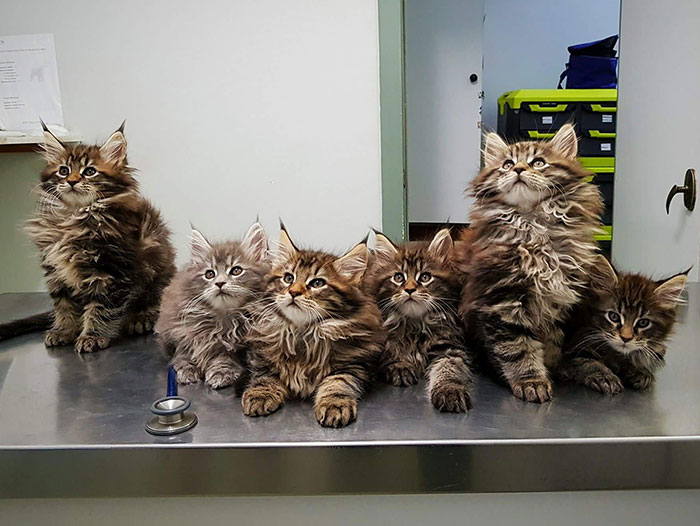 20 Of The Cutest Maine Coon Kittens – The Gentle Giants, Waiting To Grow Up