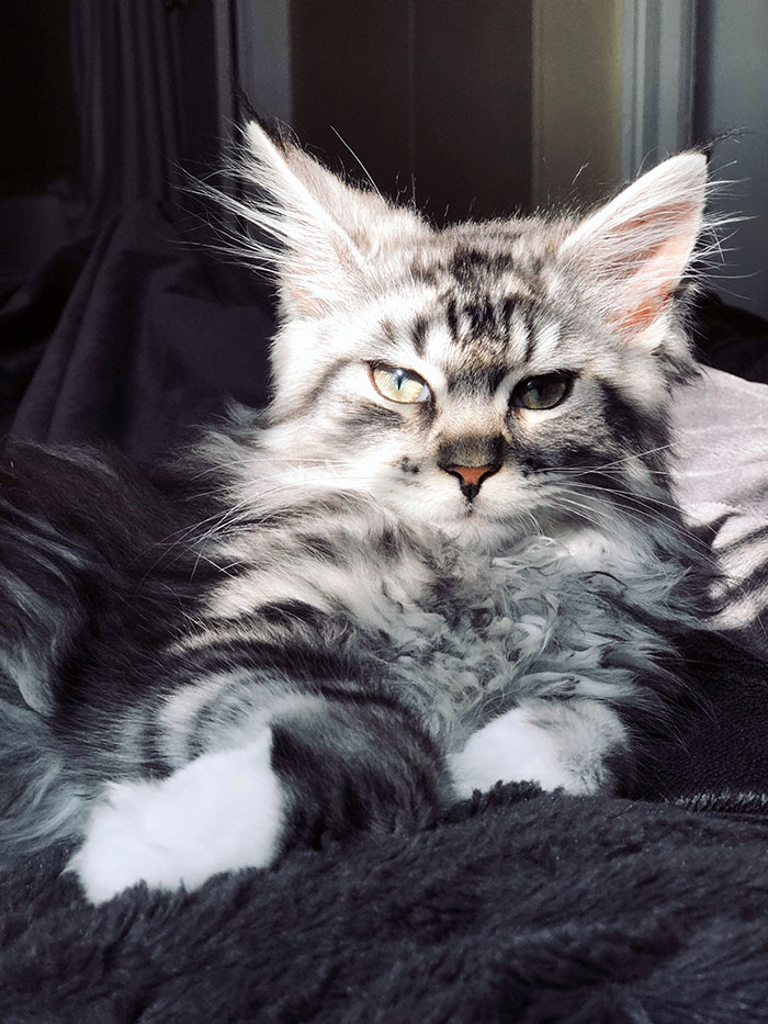 20 Of The Cutest Maine Coon Kittens – The Gentle Giants, Waiting To Grow Up