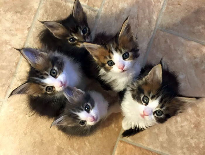 20 Adorable Maine Coon Kittens: Witness the Heartwarming Journey of these Charming Felines