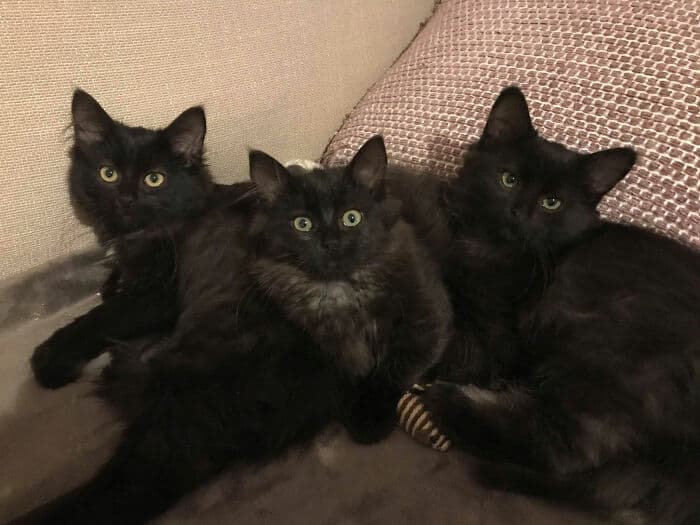 Stray Cat Introduced All Her Six Babies To Woman Who Helped Her