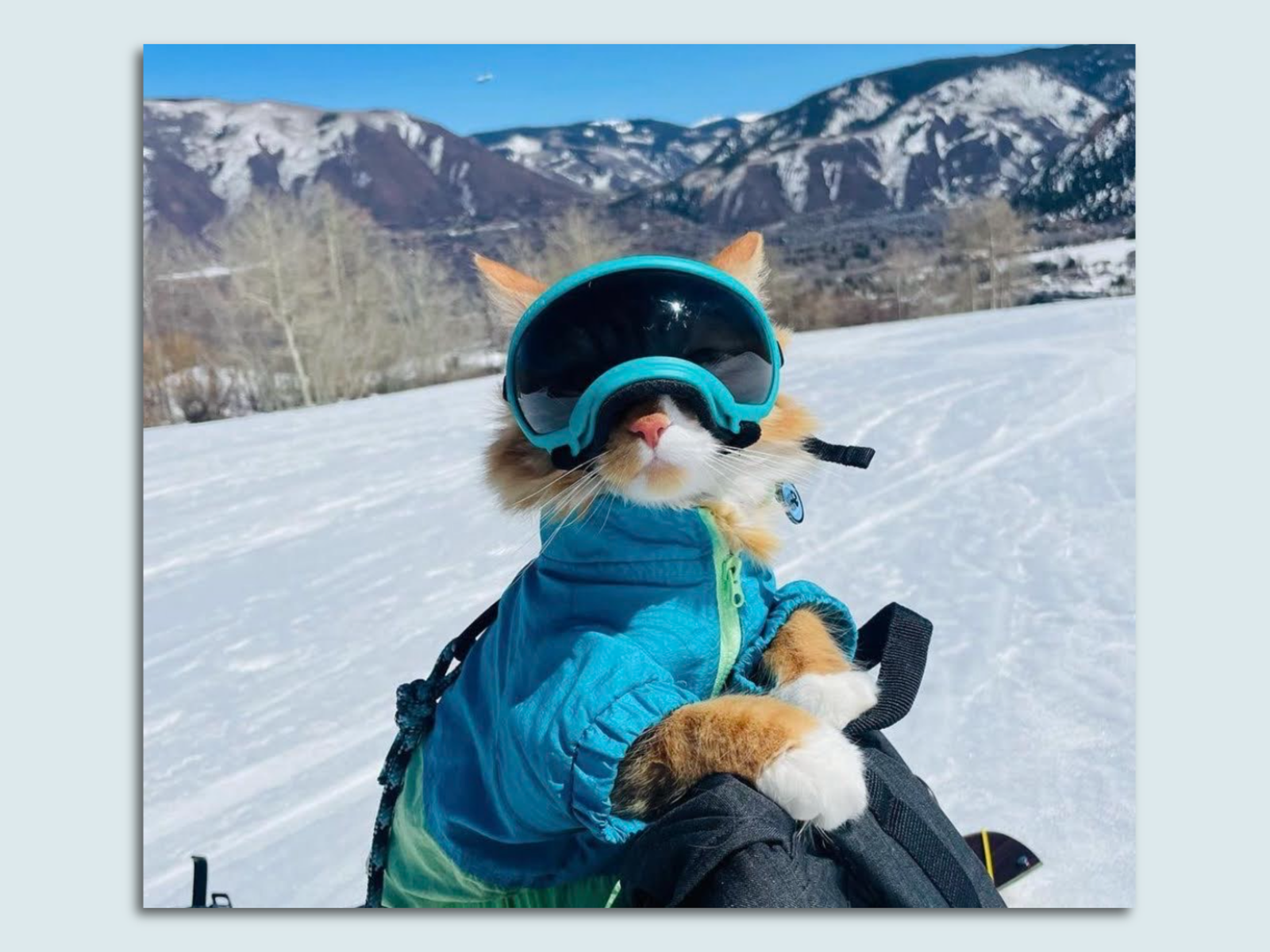 Liebchen, a cat in Colorado, loves to ski and has its own ski pass - Axios  Denver