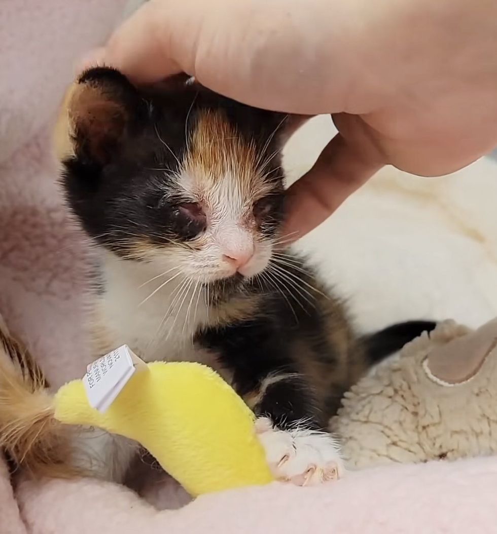 sweet kitten calico