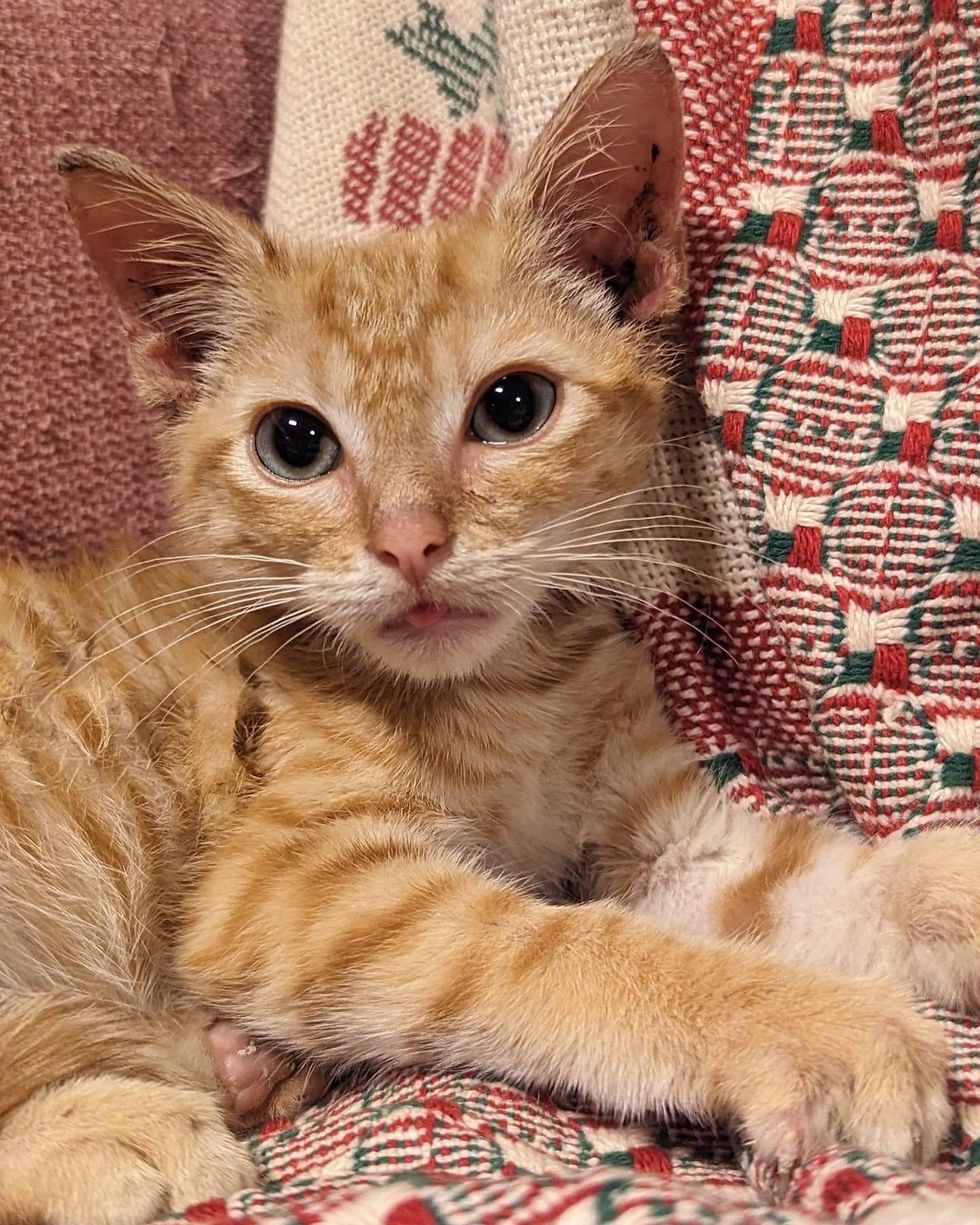 foster ginger kitten monty