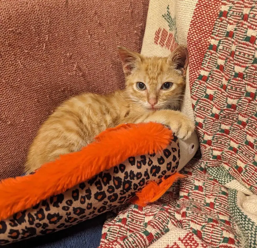 ginger kitten playful