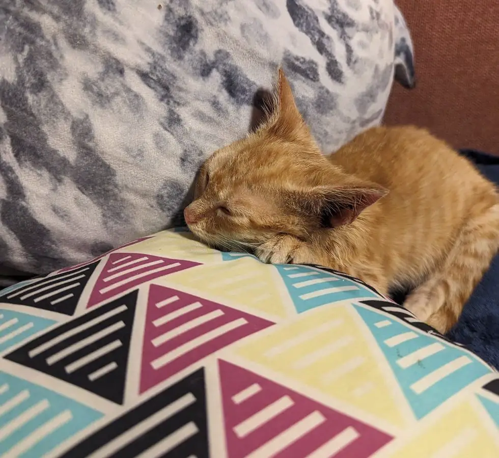 sleeping ginger kitten